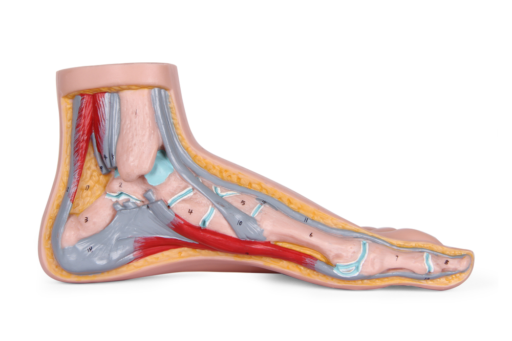 peroneal tendon